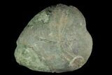 Jurassic Sea Urchin (Collyrites) - Germany #125604-1